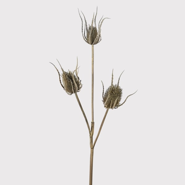 Brown Teasel Branch