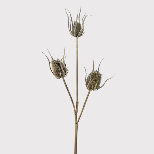 Brown Teasel Branch