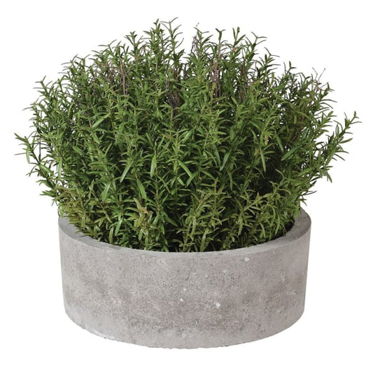 Potted French Rosemary